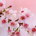 Its Cherry Blossom Season!